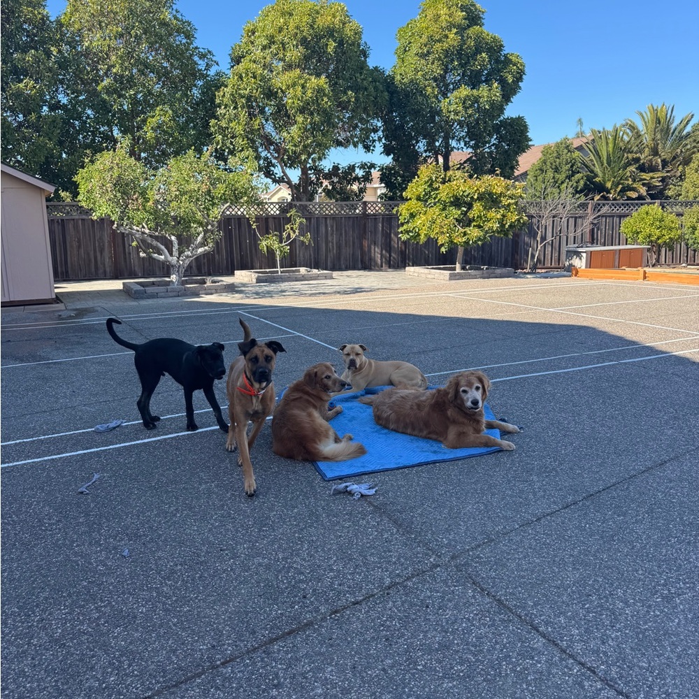 (all sales go to their care) 🐶 🐶 🐶 🐶 🐶
